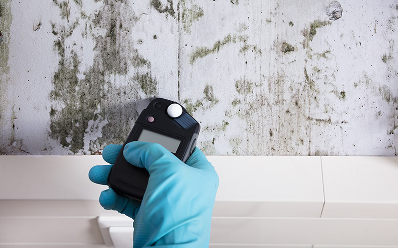 Mold Testing Home Inspection Services